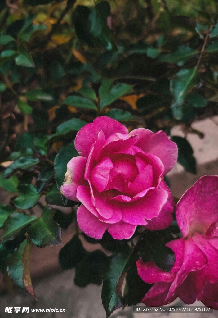 娇艳粉色月季花绽放