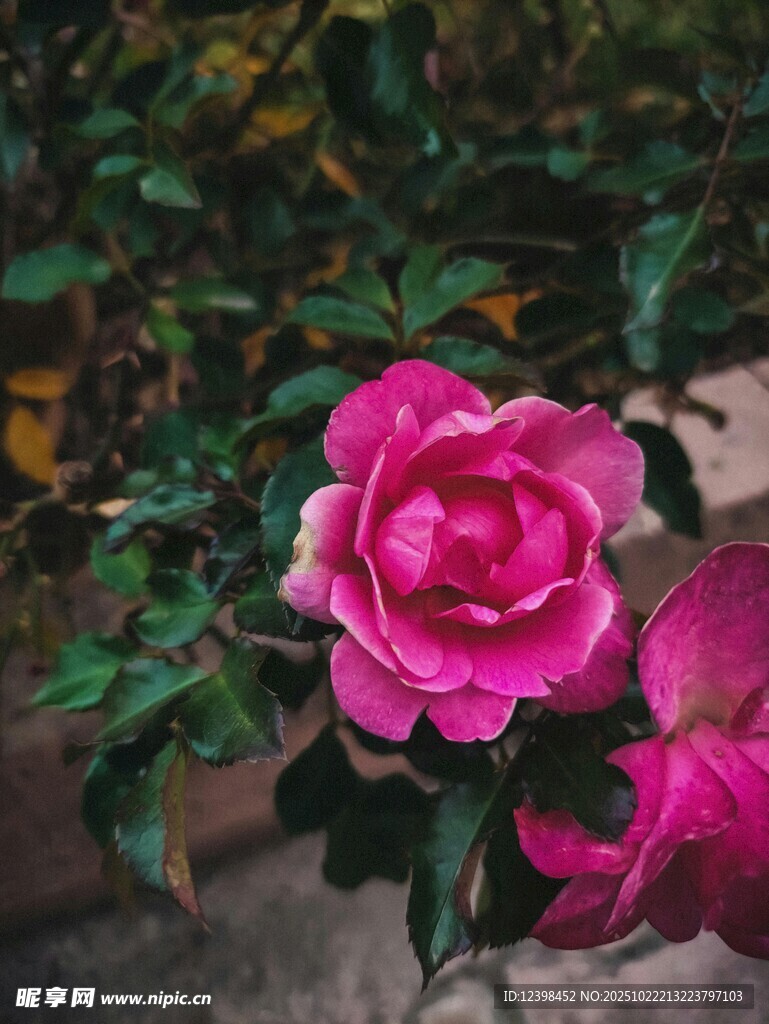 娇艳粉色月季花绽放