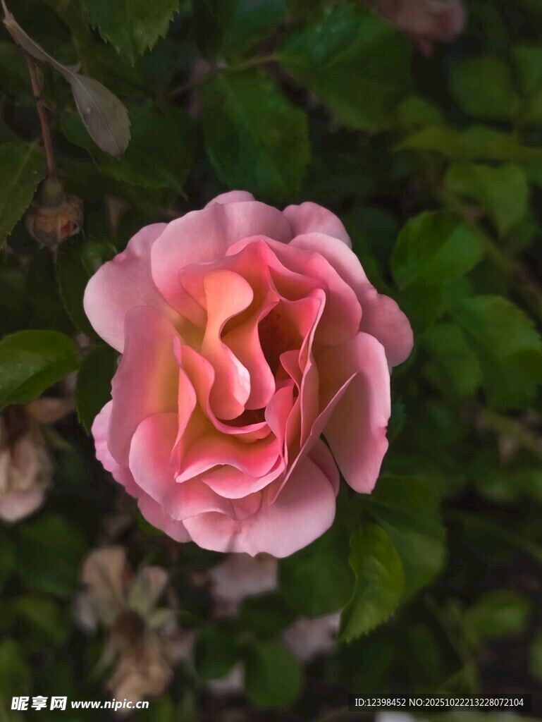 娇艳粉色月季花特写
