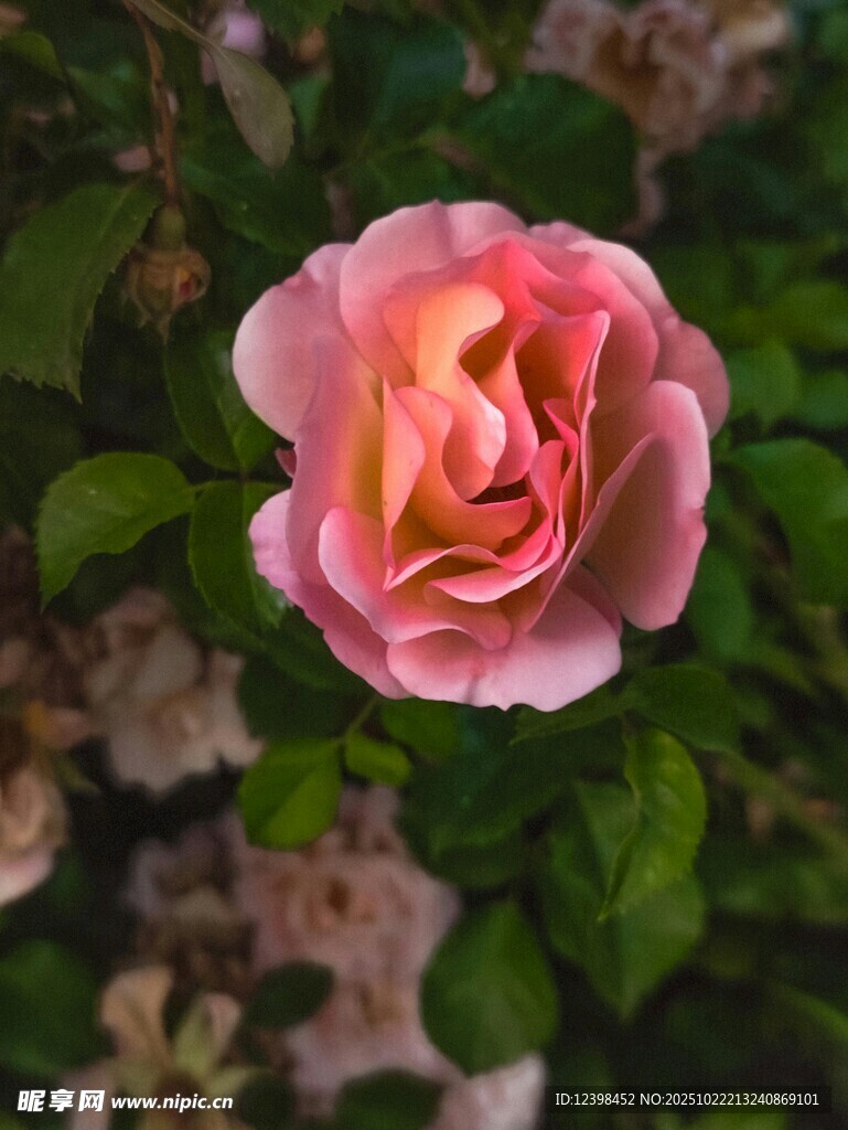 娇艳粉色玫瑰特写