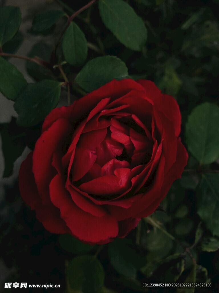 娇艳红玫瑰
