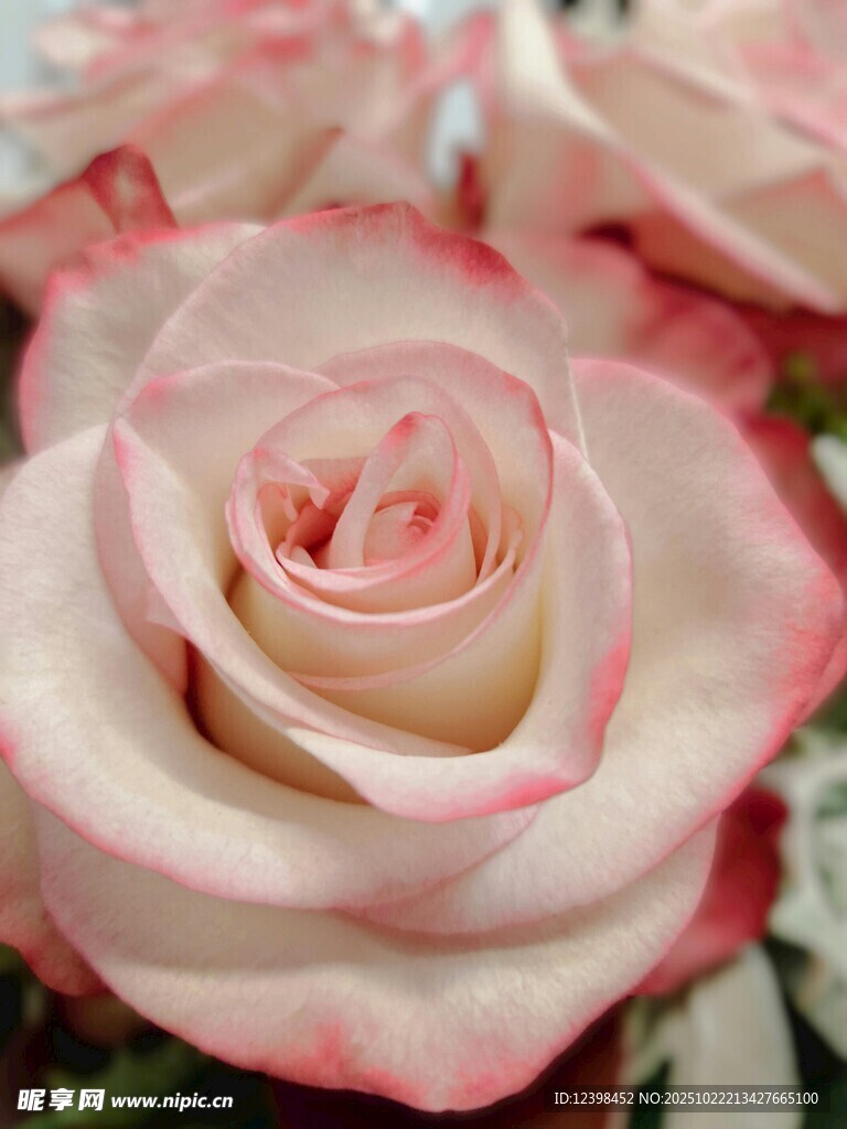 粉白渐变优雅玫瑰花