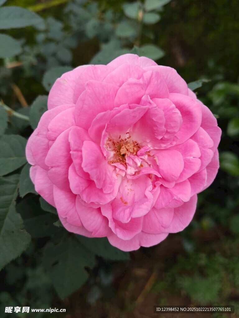 娇艳粉色月季花绽放
