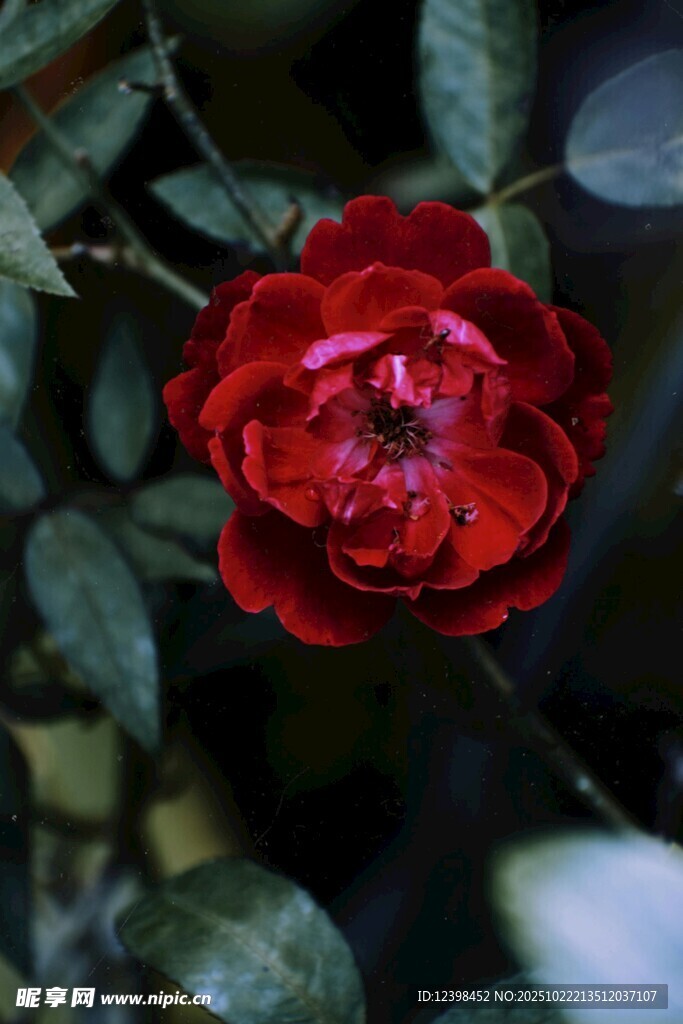 娇艳红玫瑰绽放绿叶间