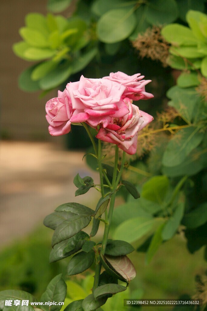 娇艳粉色月季花绽放
