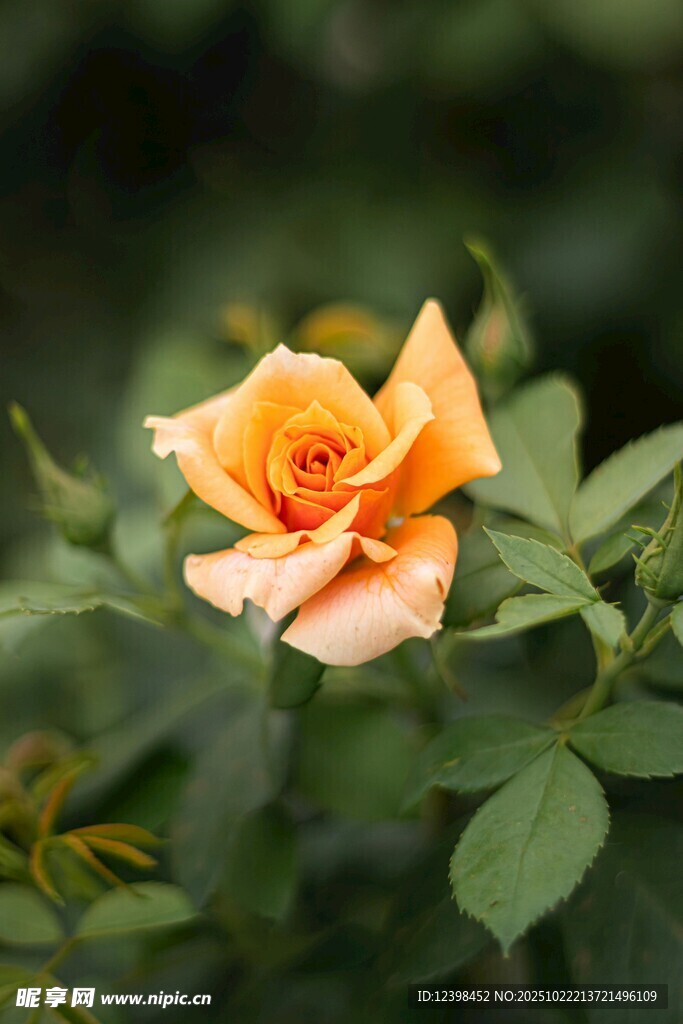娇艳橙色月季花
