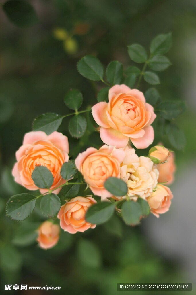 橙色月季花绽放