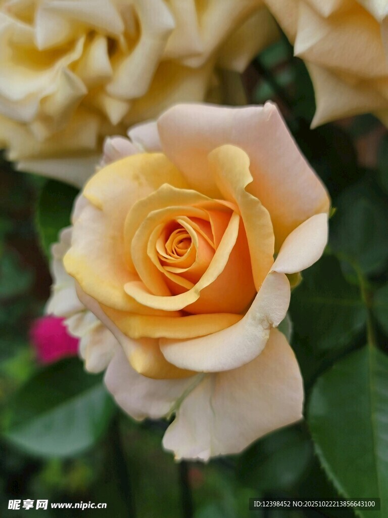 黄玫瑰特写