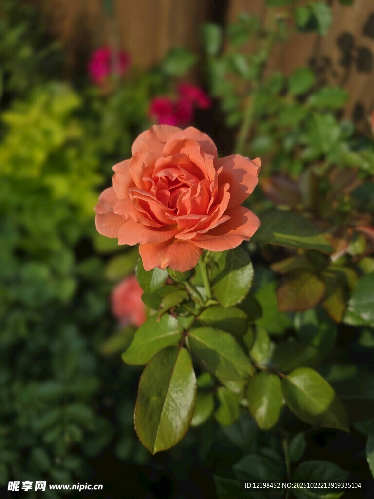 娇艳橙色月季花特写