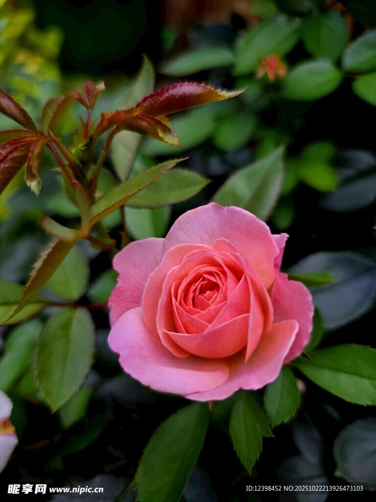 娇艳粉色玫瑰花