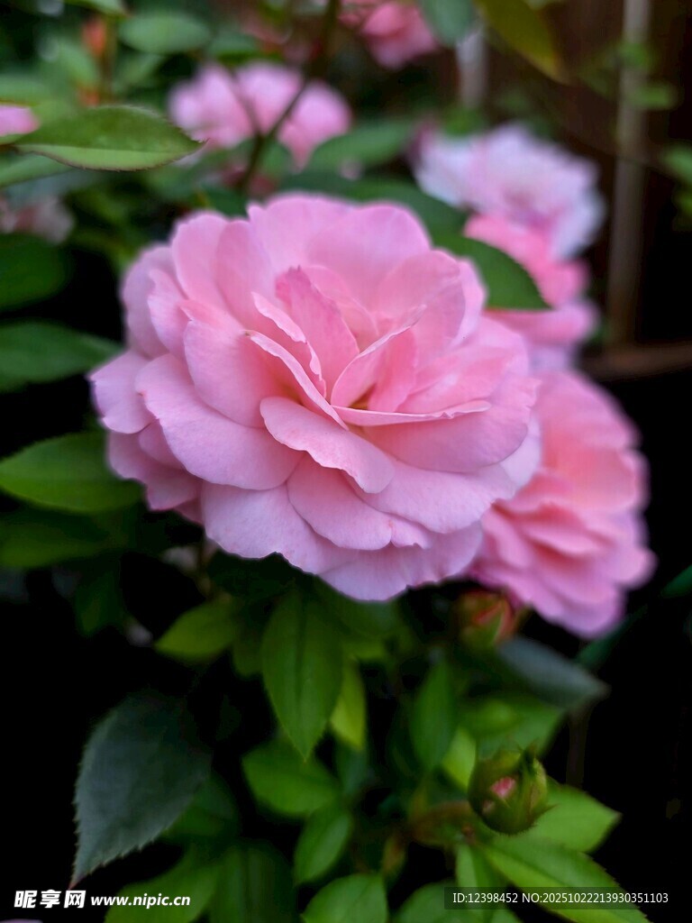 娇艳粉色山茶花绽放