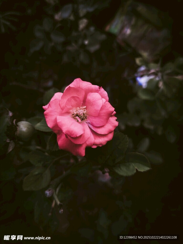 娇艳粉色花朵绽放