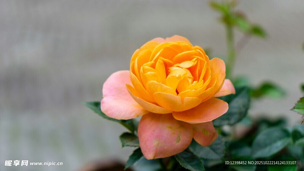 橙粉月季花特写