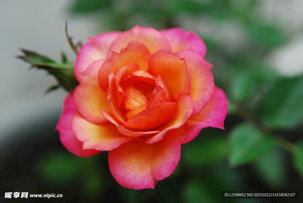 娇艳双色月季花