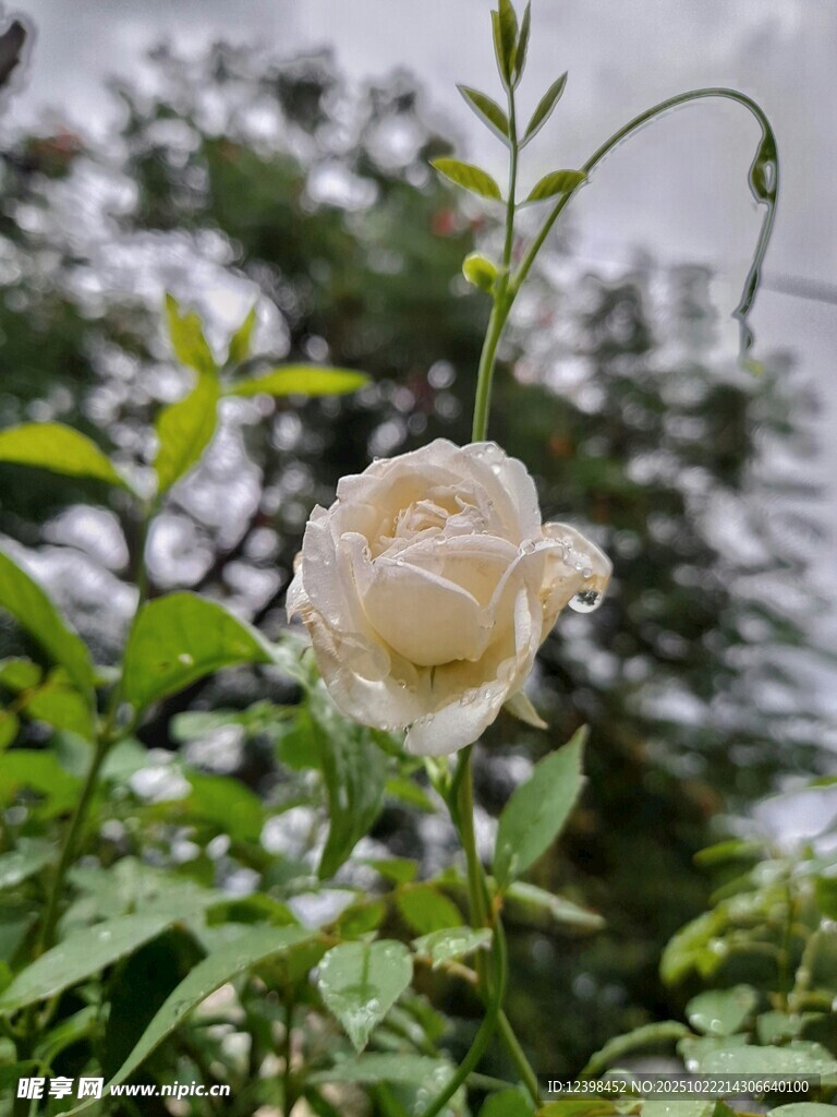 白玫瑰绽放于绿叶间