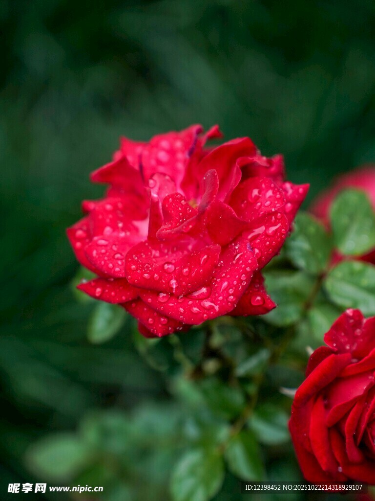 娇艳带露红玫瑰