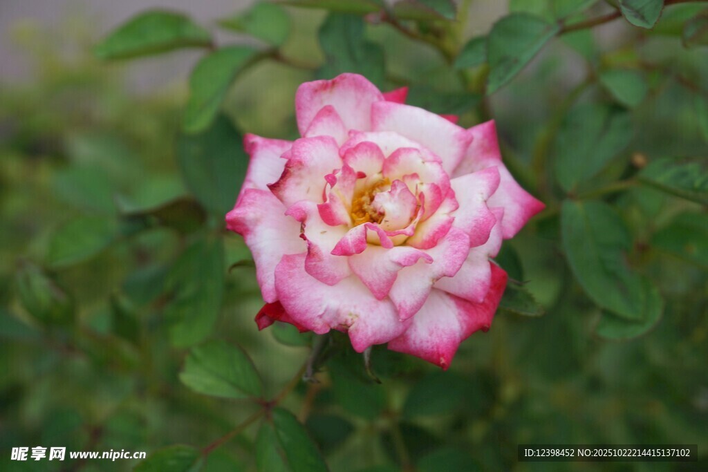 娇艳双色月季花
