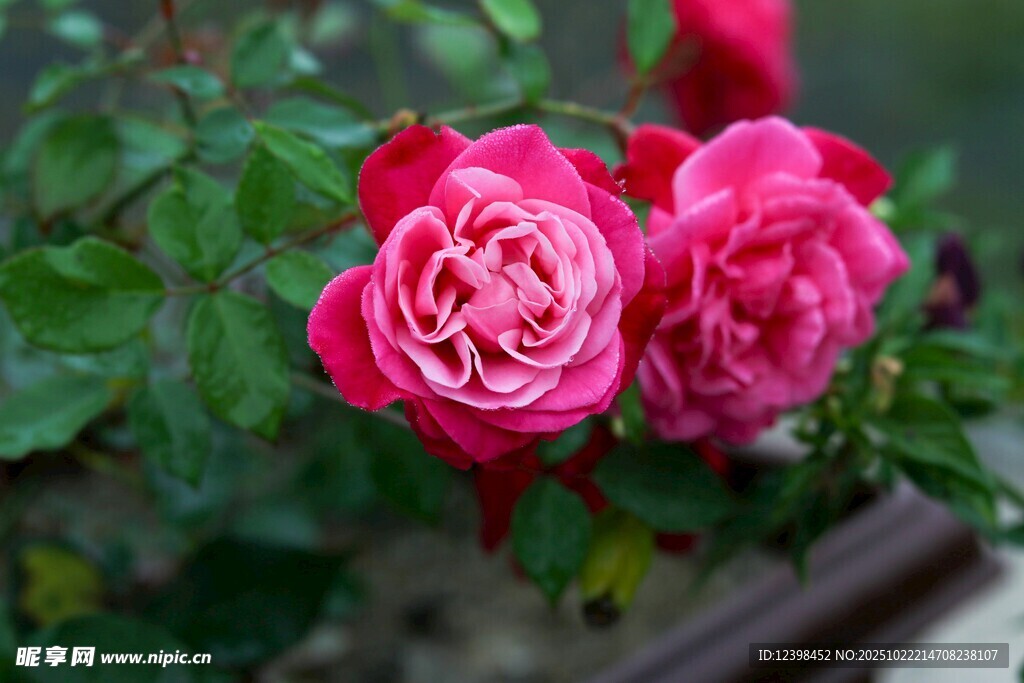 娇艳欲滴的两朵粉红玫瑰