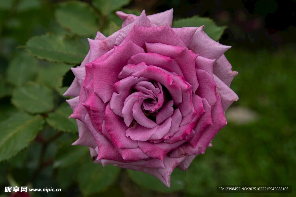 娇艳粉色玫瑰绽放