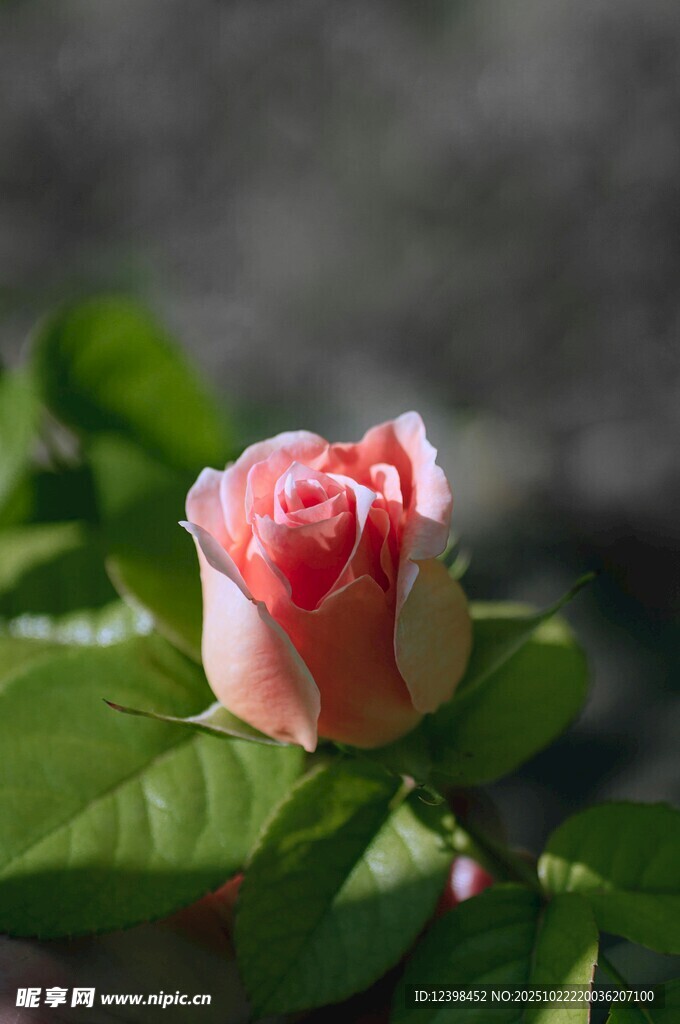娇艳欲滴的粉色月季花