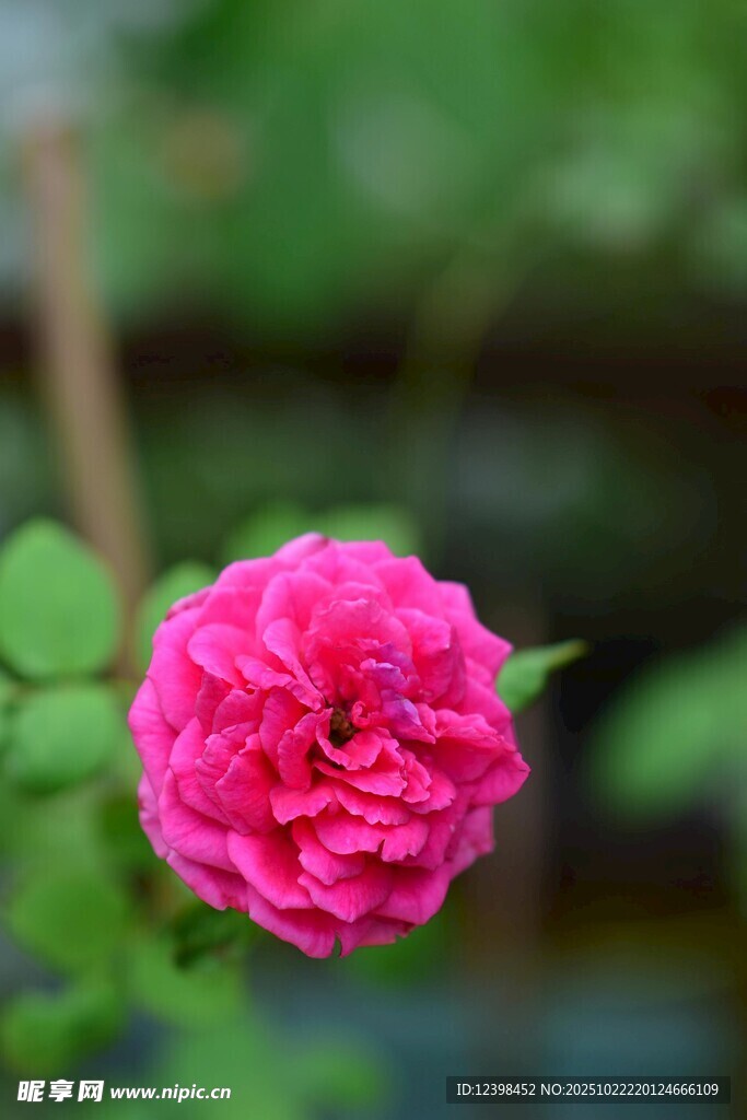 娇艳粉色月季花特写