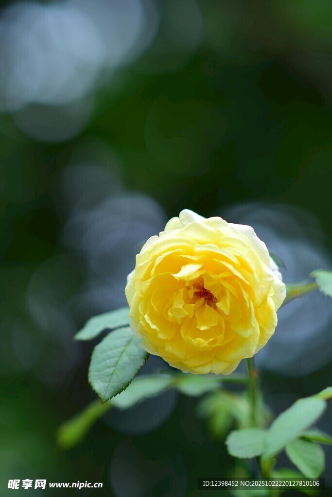 黄色娇艳月季花特写