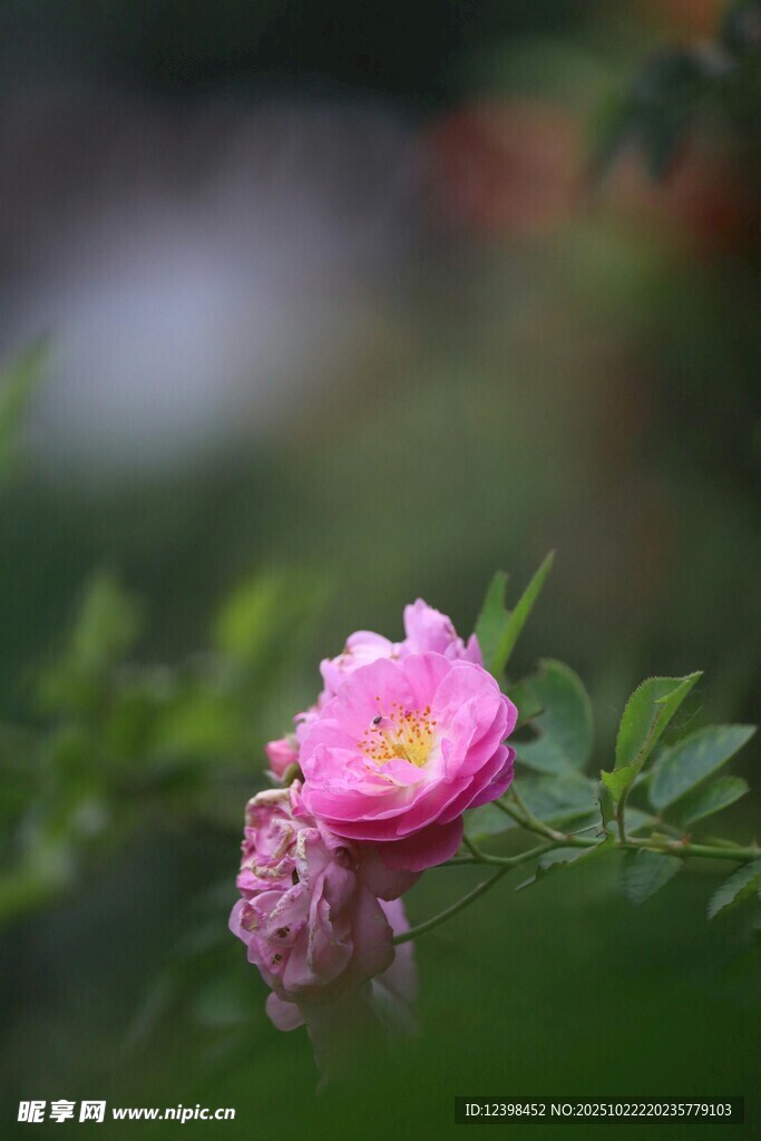 娇艳蔷薇花