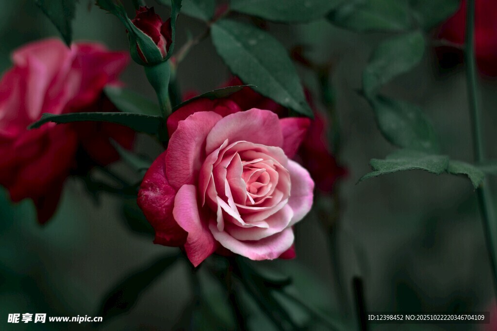 娇艳绽放的粉色月季花