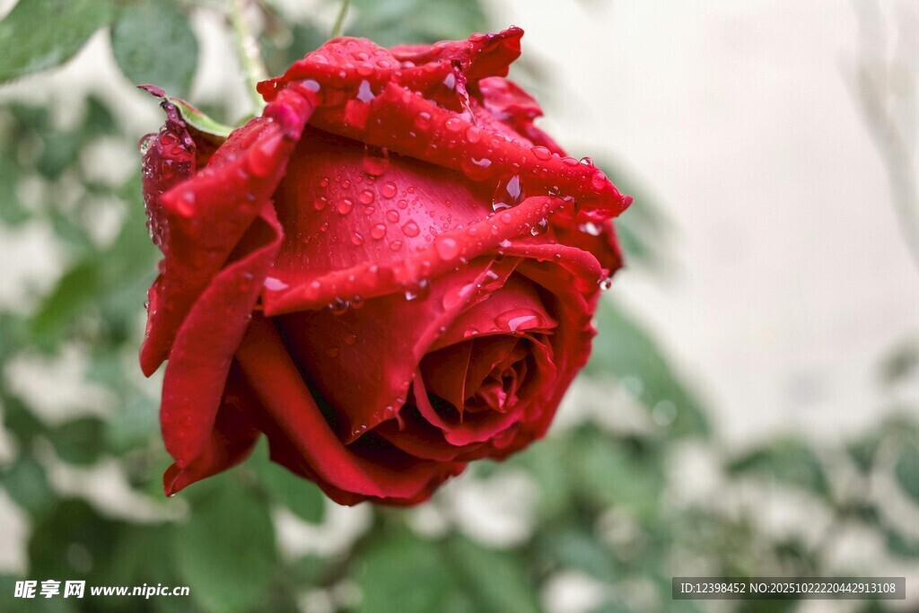 娇艳带露红玫瑰