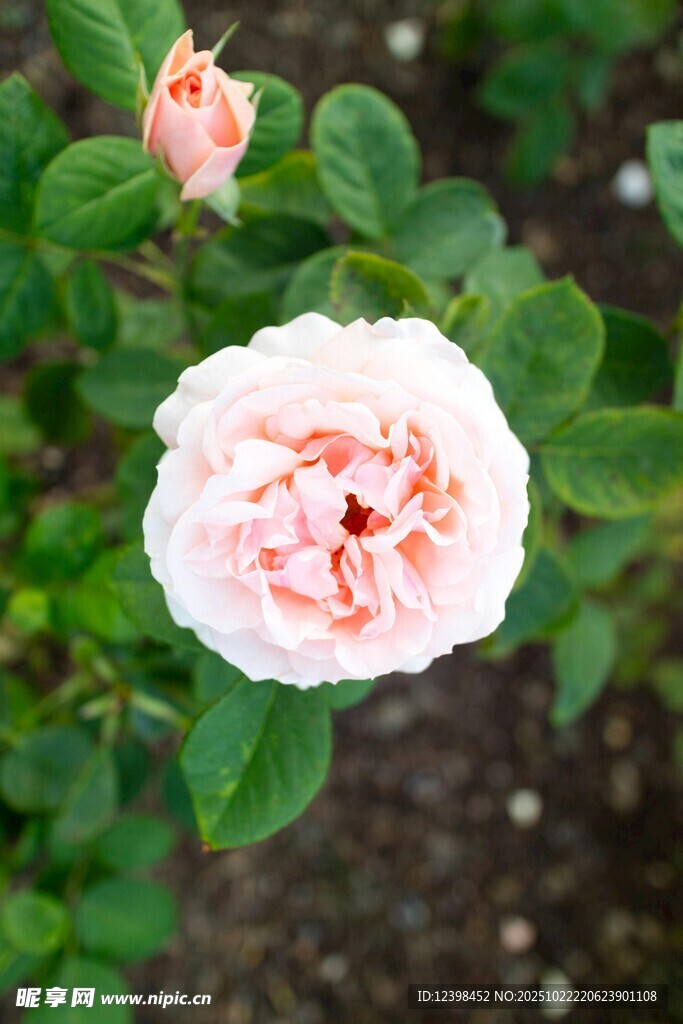 粉色娇艳月季花