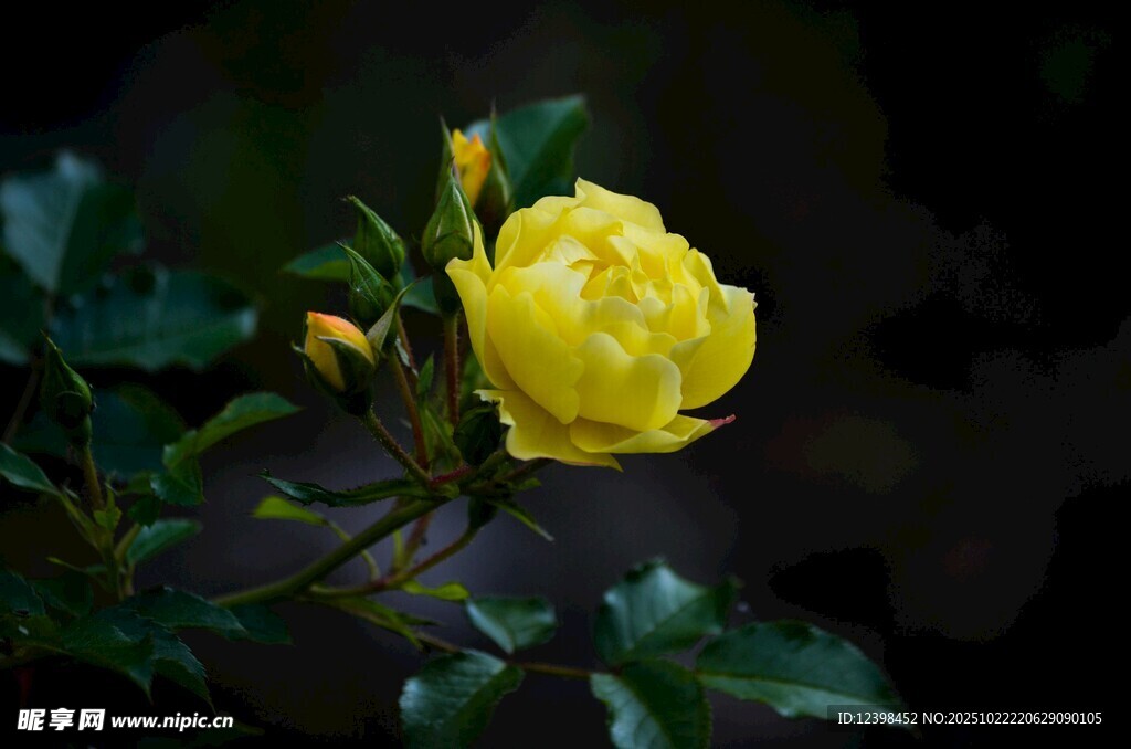 黄色娇艳月季花