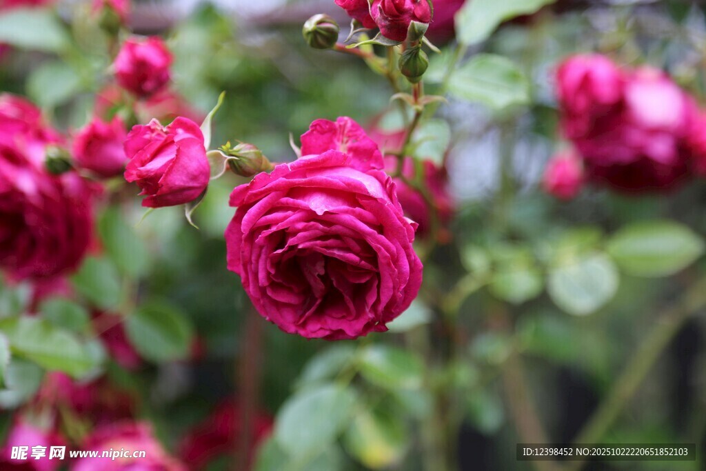 娇艳欲滴的玫红色月季花