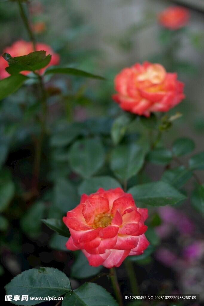 娇艳双色月季花绽放