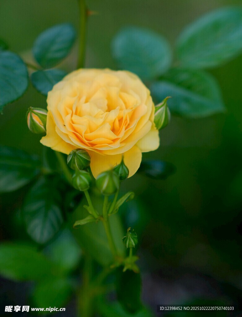 黄色娇艳月季花