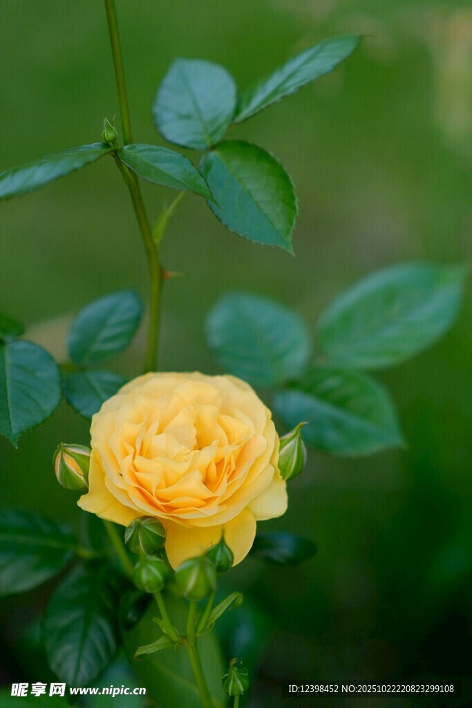 黄色娇艳月季花