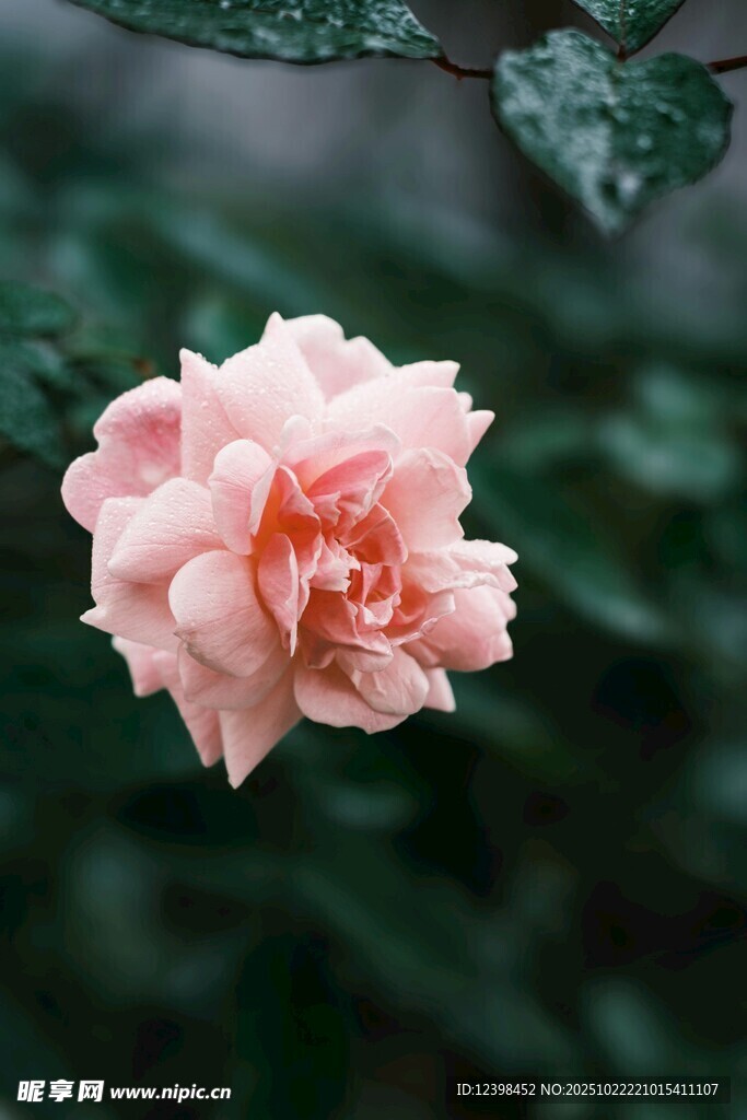 粉色娇艳月季花