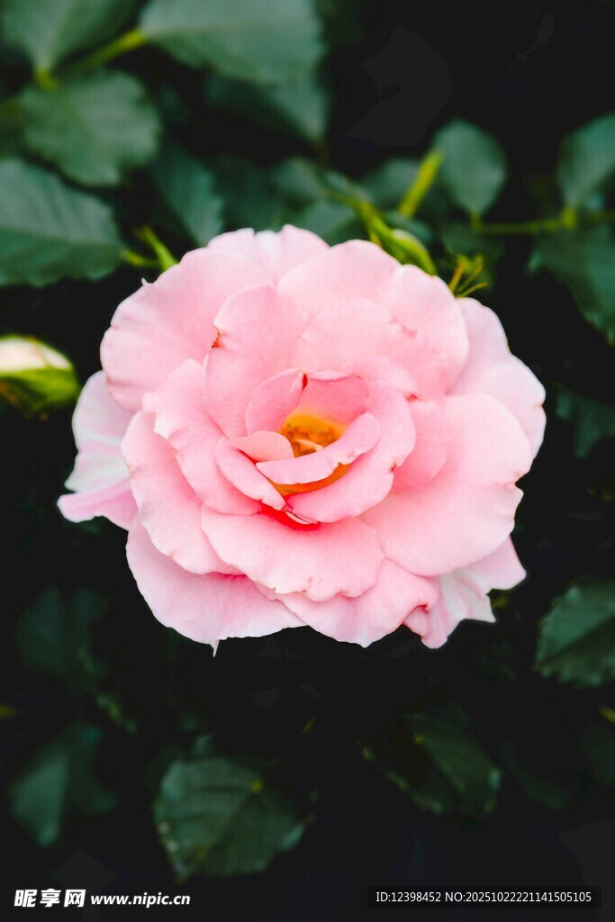 粉色娇艳月季花