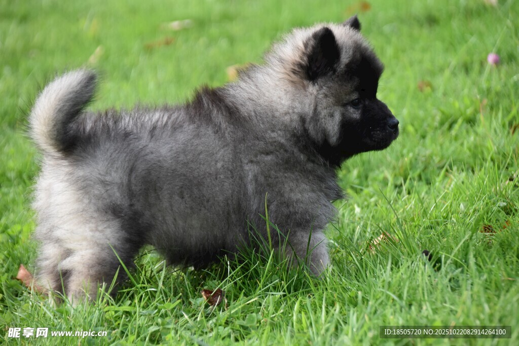 草地上的可爱小幼犬