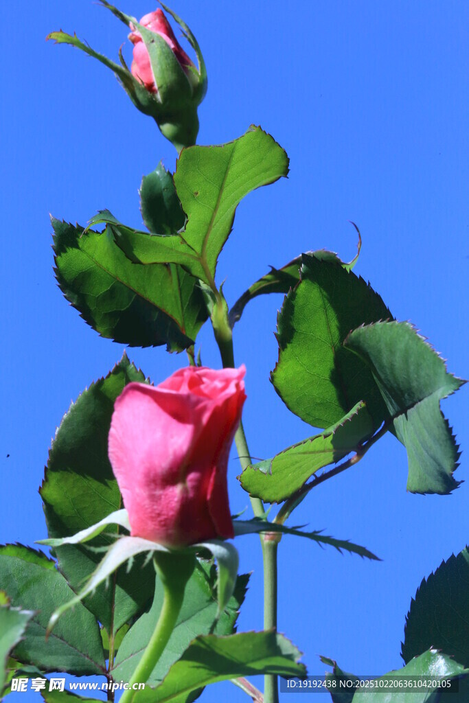 月季花  