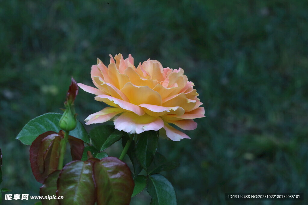 月季花 