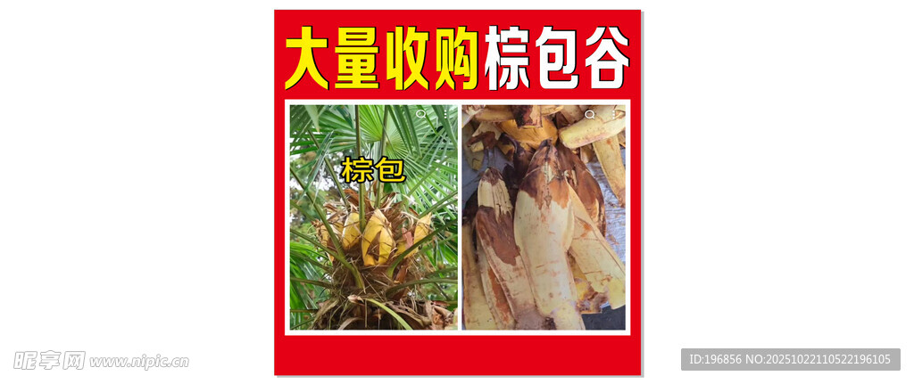棕包谷