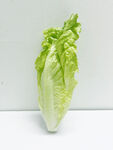 生菜