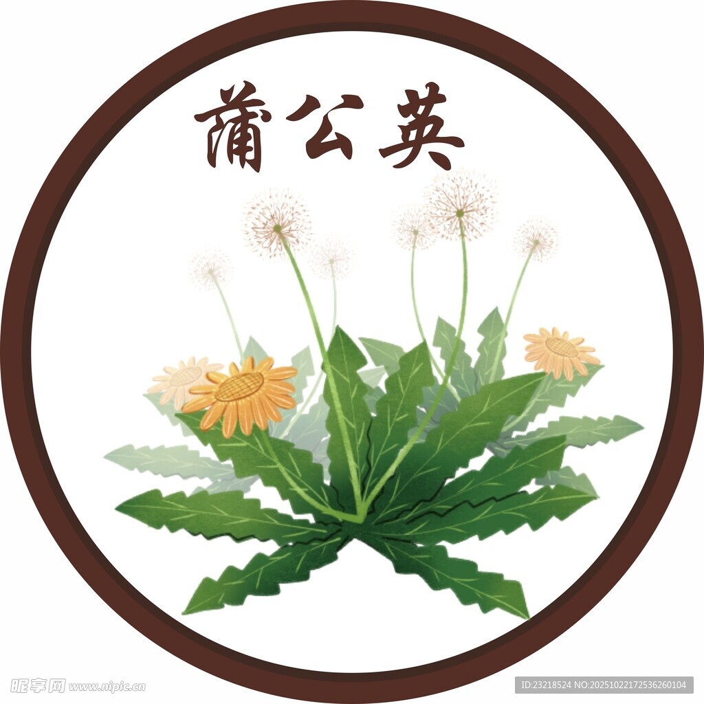 蒲公英