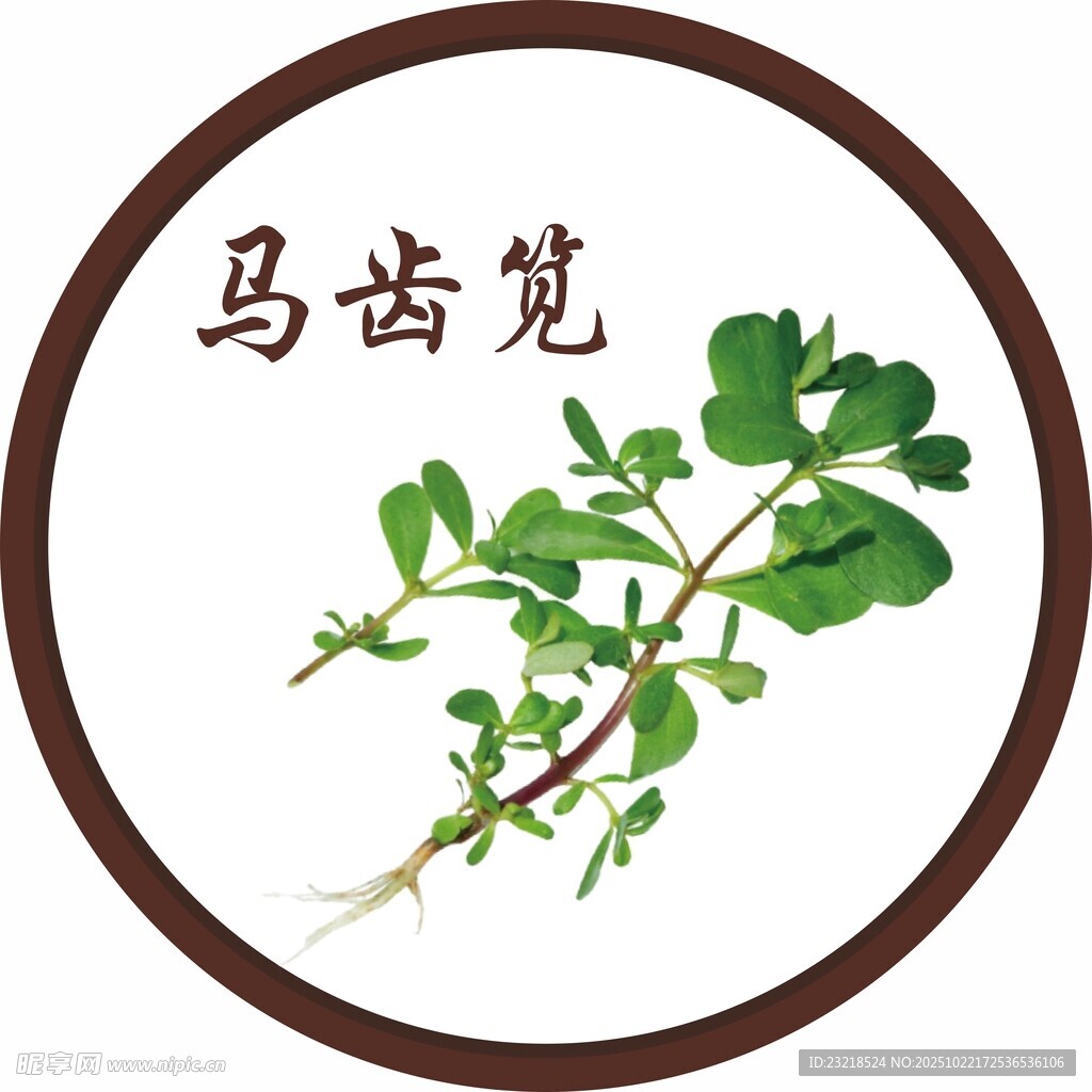 马齿苋
