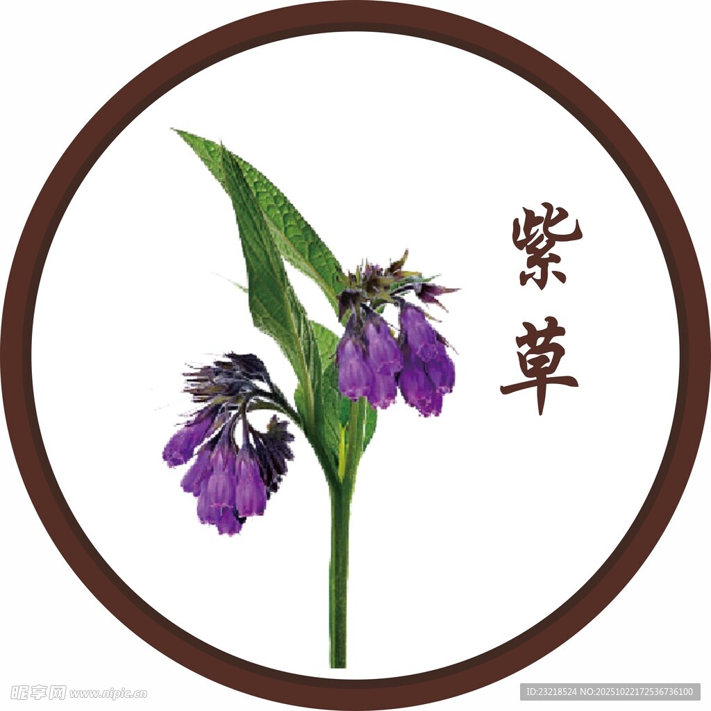 紫草花
