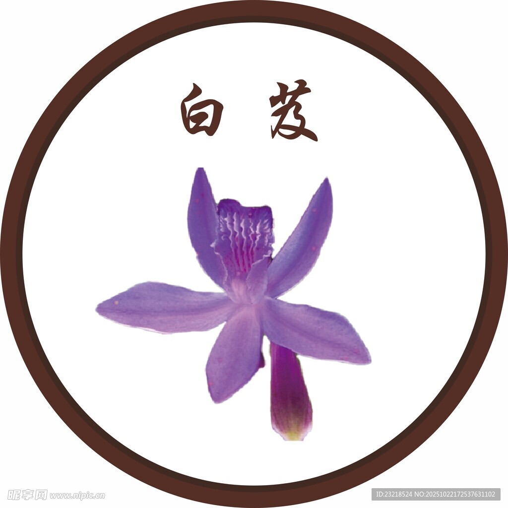 白芨