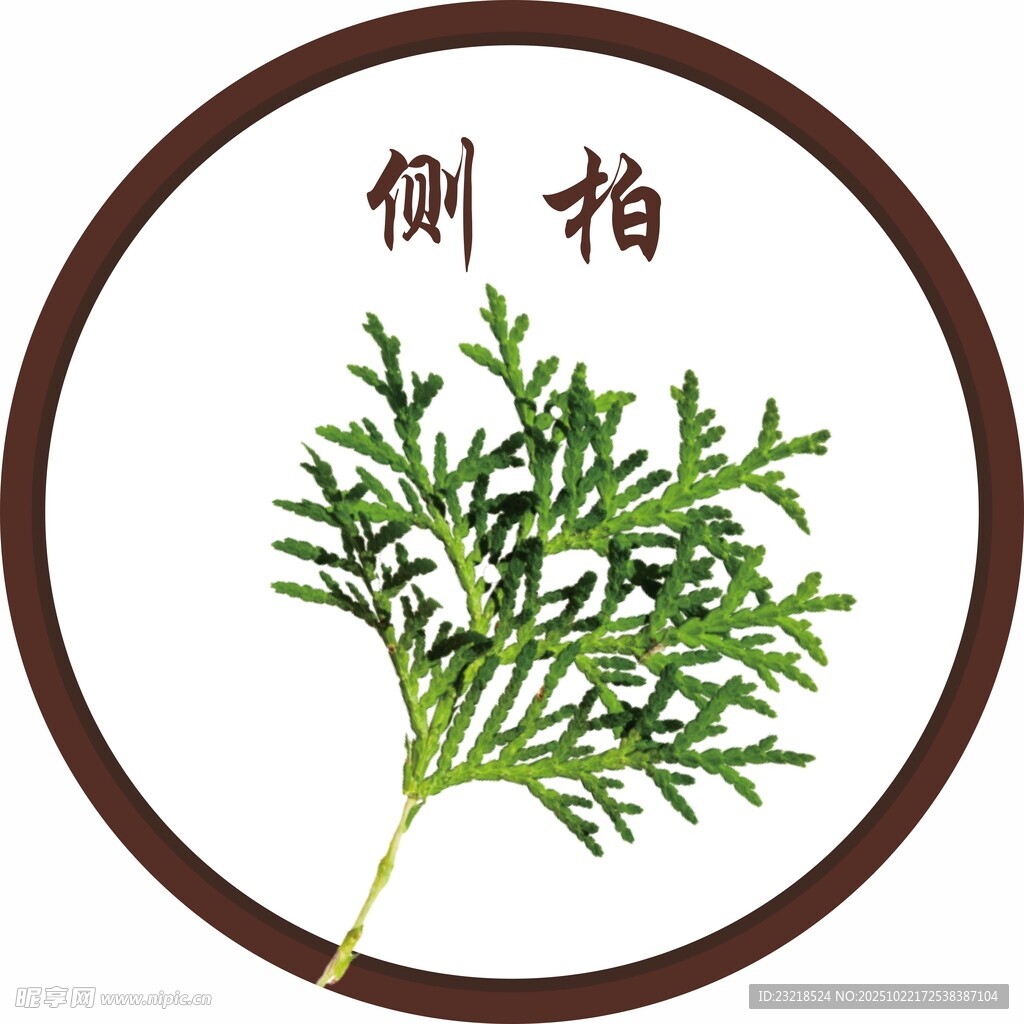 侧柏