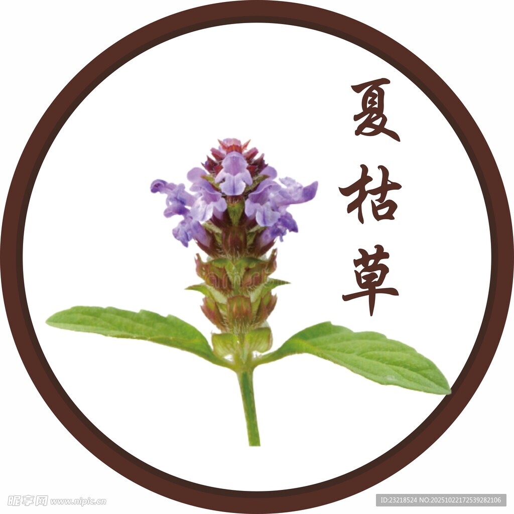 夏枯草