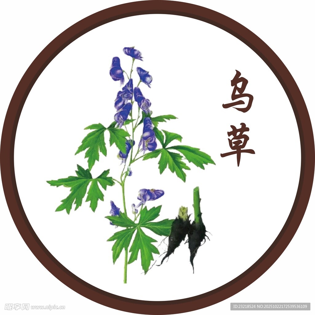 乌草