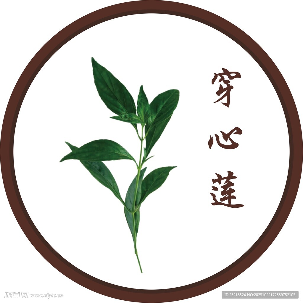 穿心莲